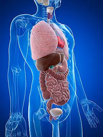 内脏器官图片_全景网