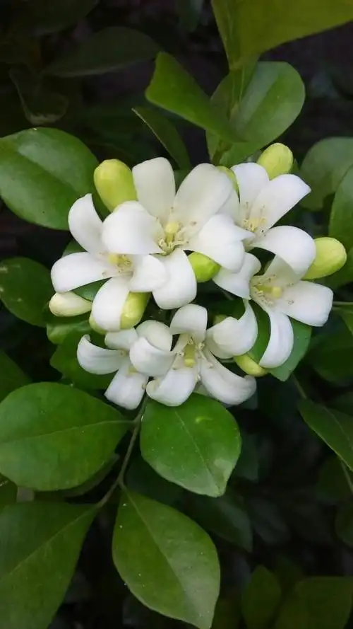 七里香花的养殖方法(七里香花的养殖方法视频)