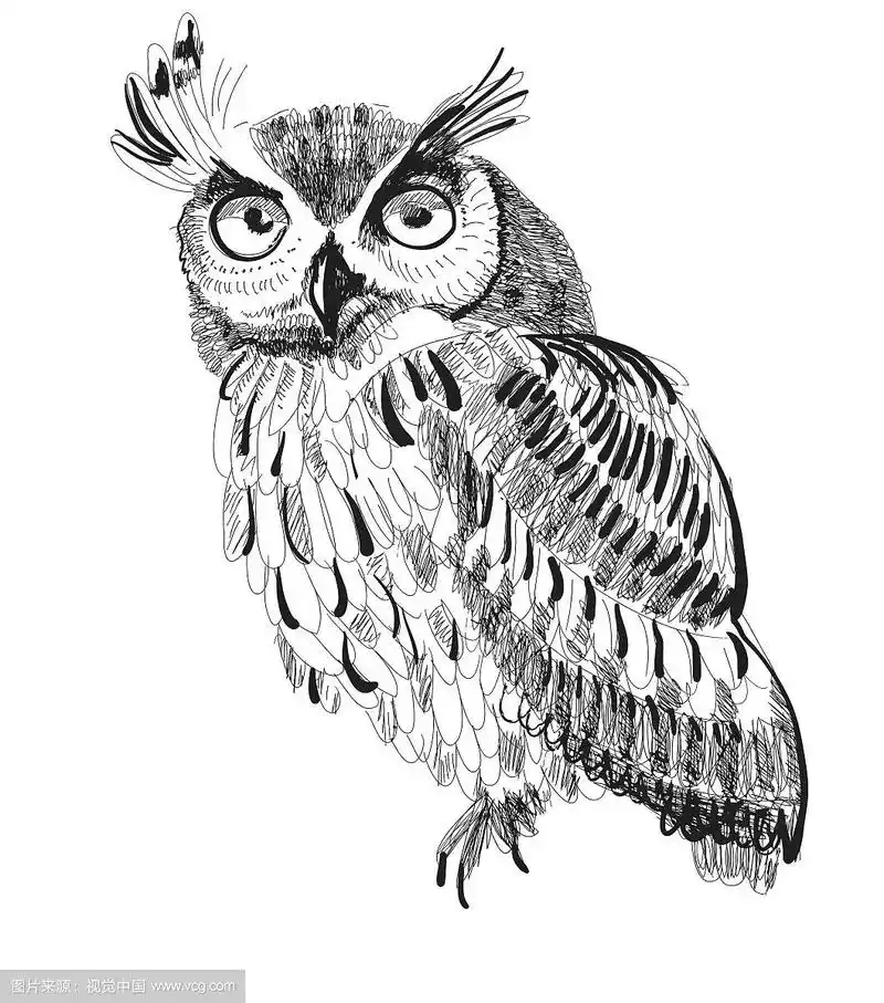 白色背景上的猫头鹰手绘