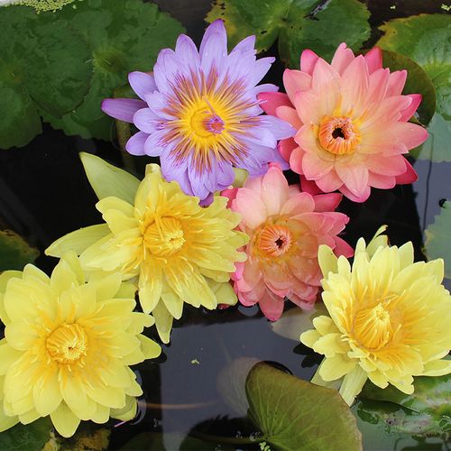 花苗台湾正宗九品莲香水莲花食用型黄色种苗1.5米时令草本花卉