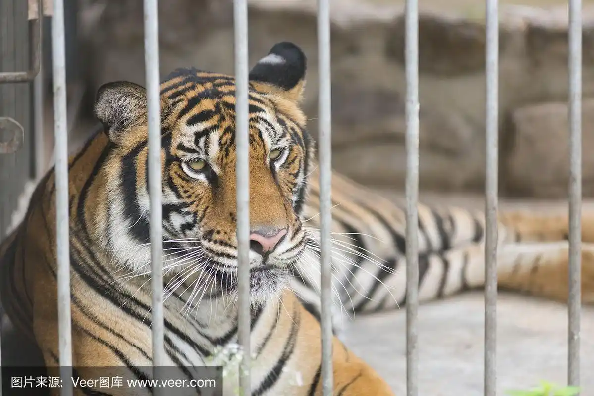 动物园笼子里的孟加拉虎