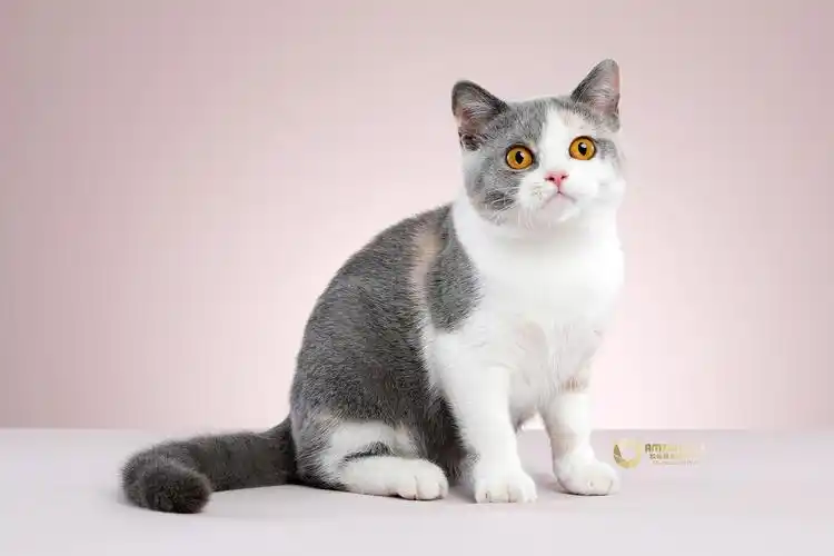 英国短毛猫|摄影|宠物摄影|amyworks2ocean - 原创作品 - 站酷 (zcool