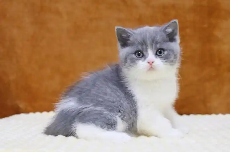 英短蓝白小奶猫