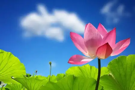 莲花花蓝色天空图片
