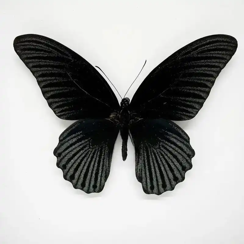 美凤蝶 papiliomemnon 又名多型凤蝶, - 抖音