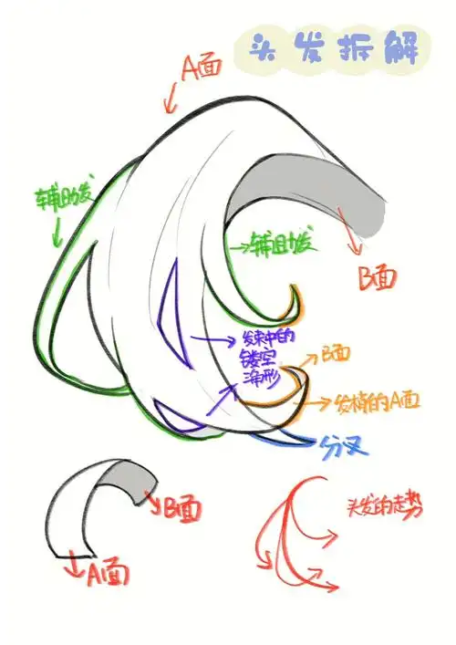 头发的结构超详细分解