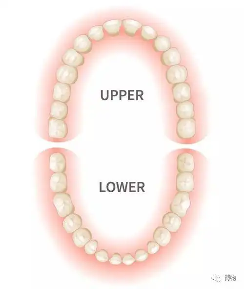我们嘴里的牙齿排列成弓形,上下各一对"牙弓".