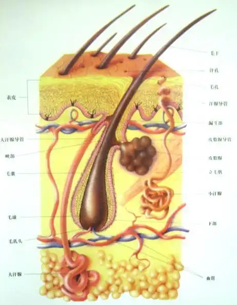 谁有头发毛囊的图片