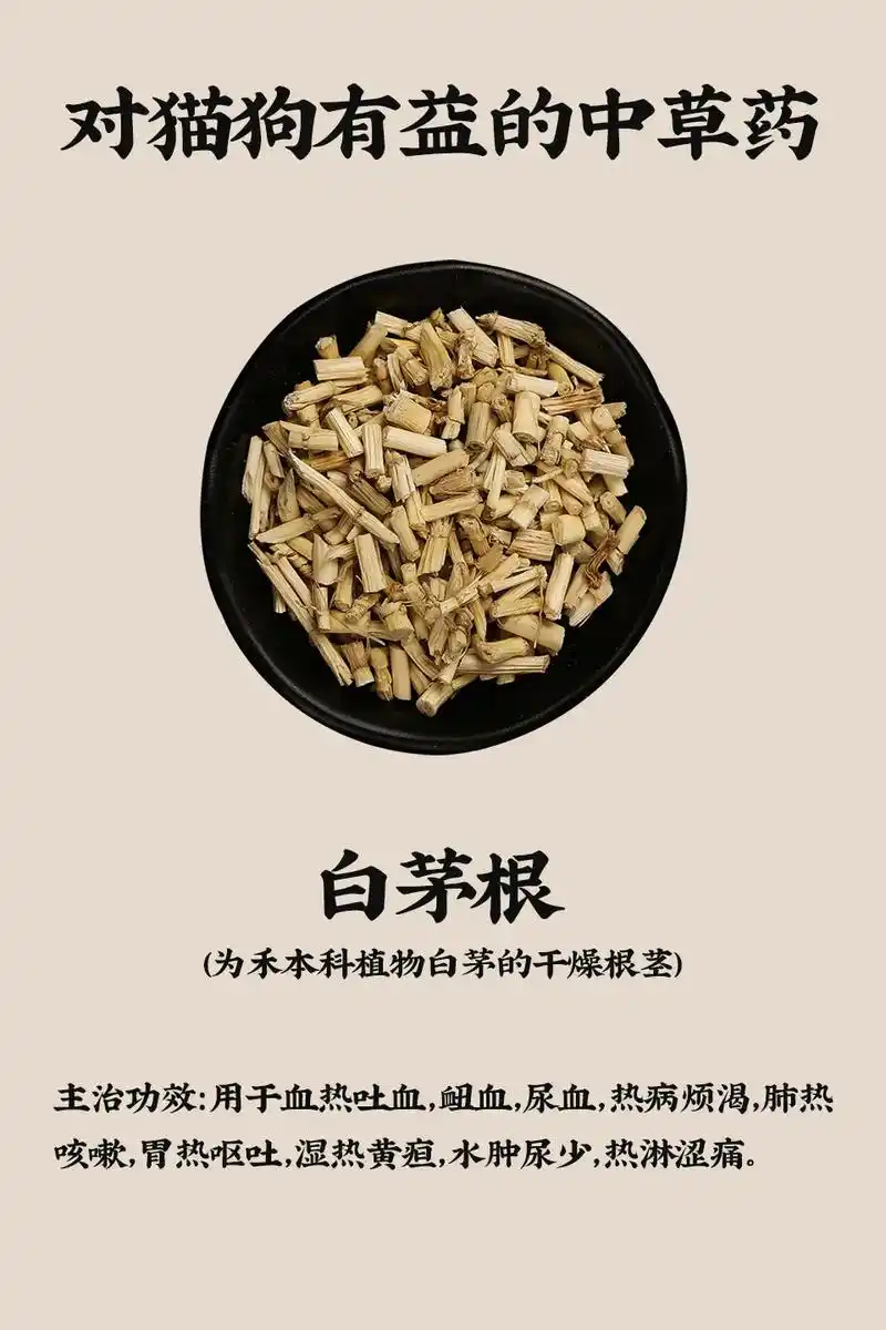 对猫狗有益的草本—白茅根车前草.宠物猫/狗有喝水少,尿闭,尿 - 抖音