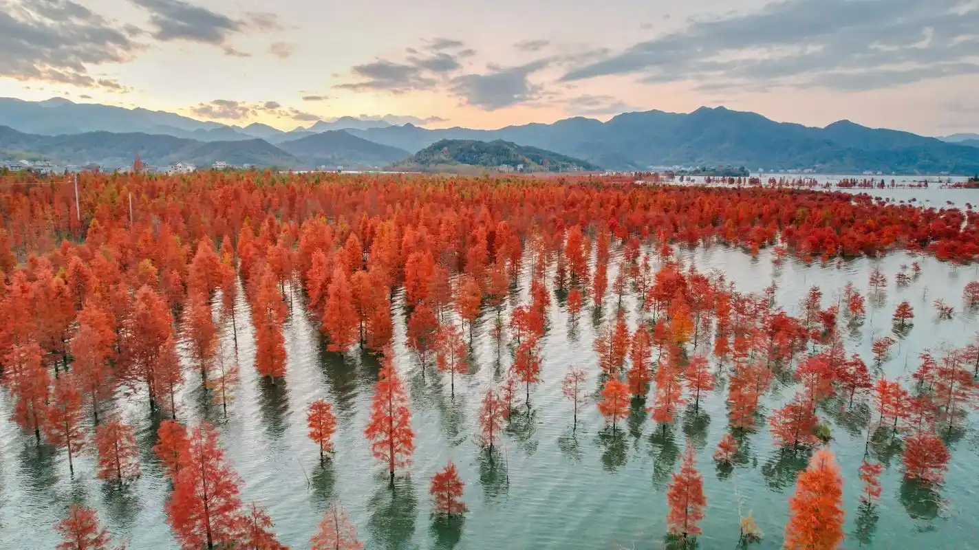 长潭水库的红杉树应该快红了吧…#中国的秋天不止有一种颜色 # - 抖音