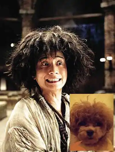 文章夸张发型吸睛明星与宠物撞发比萌