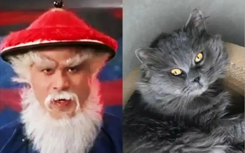 收获鳌拜猫(好想给它带上同款帽子,直呼威武～)