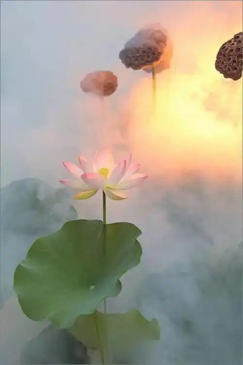 摄影作品欣赏不要打开这些荷花亮瞎你的眼