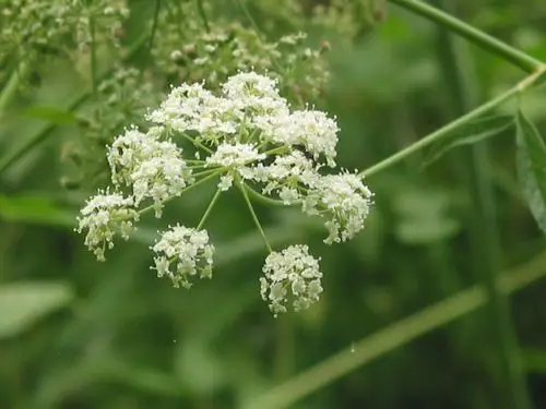 白蛇根草(eupatorium rugosum)