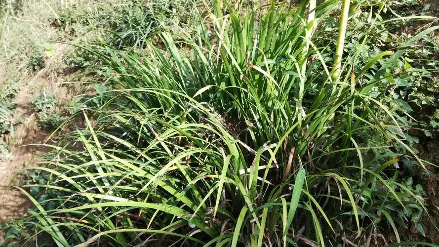 "五香草",别名:土香薷,小叶香薷,痧药草,小叶天香薷,野香草等,我们