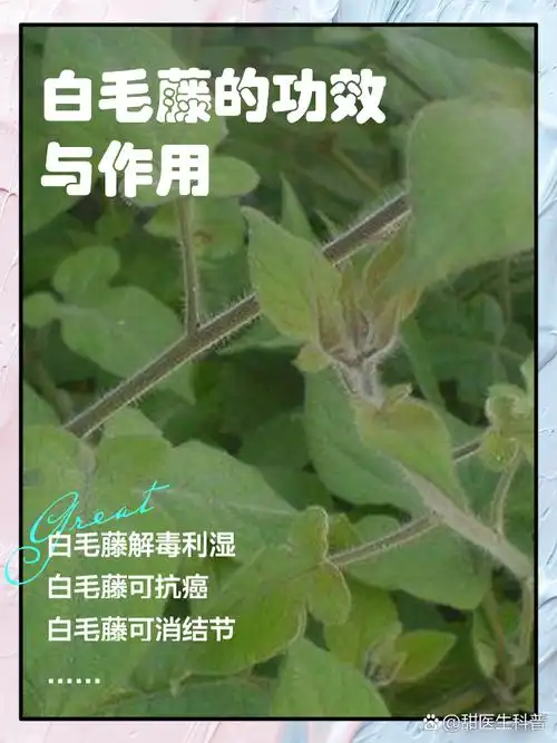白毛藤的功效与作用