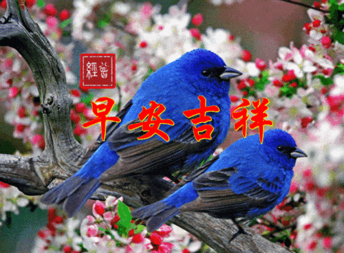 特漂亮早上好问候语祝福表情图片新版早上好短信祝福语录