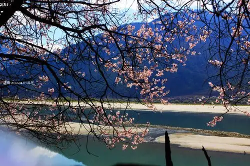 [原]林芝桃花开3:水边 - 语焉 - 语焉看世界