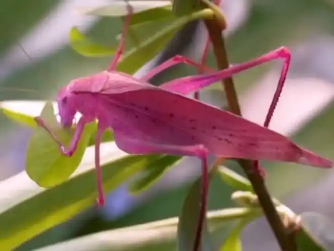 椭翼钝树螽 美洲长翅露螽(粉色型) amblycorypha oblongifolia (yt