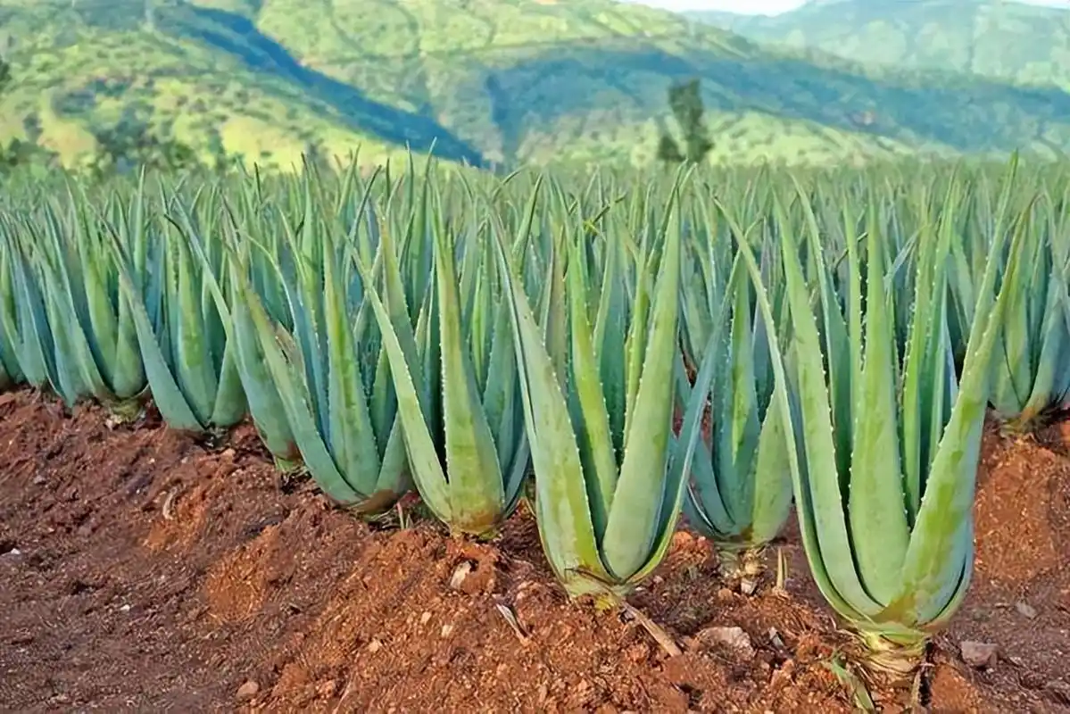 云南美食文化——芦荟入菜 导读:在中国的很多地方,芦荟是味中药,很多