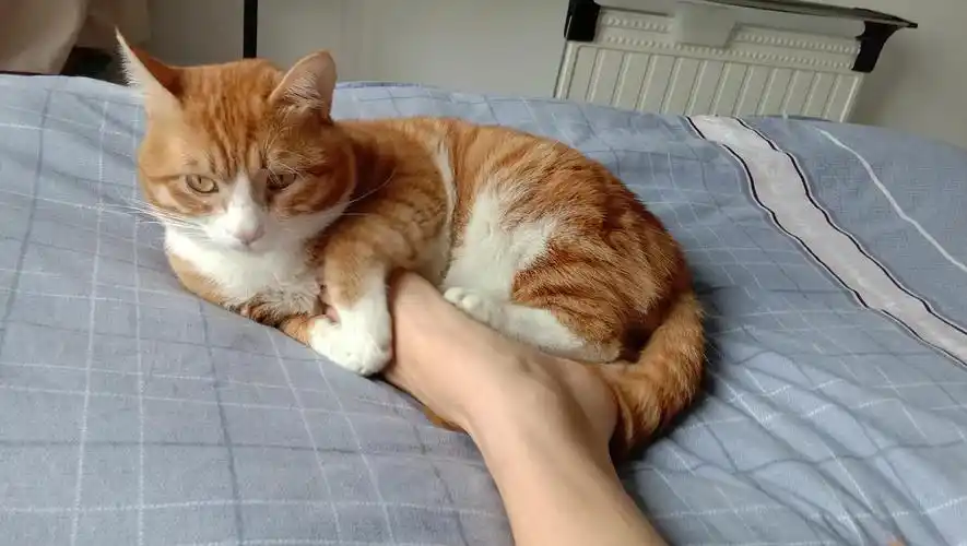 它答应给我捂脚了!