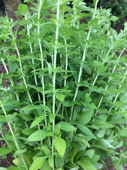 我想知道这种草叫什么名字