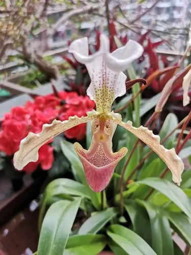 小叶兜兰艳丽姿美