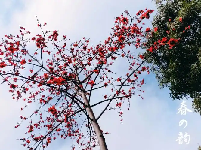 木棉花开万物苏醒美好皆可期