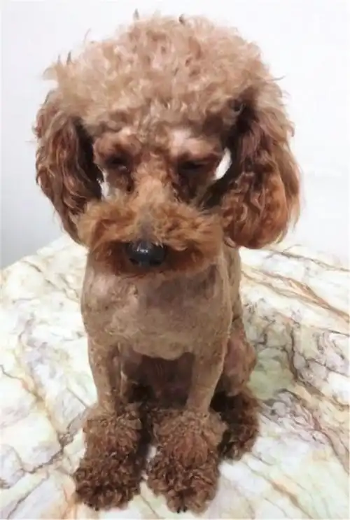 做造型失败索性把毛剃光把泰迪都给急哭了人家不要面子的啊