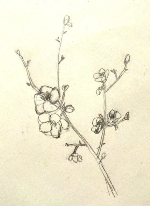 零基础画吧画吧梅花