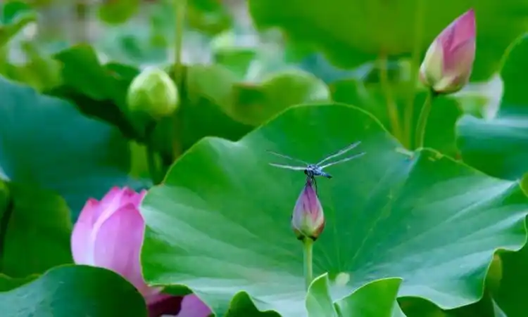 小荷才露尖尖角早有蜻蜓立上头,小荷才露尖尖角早有蜻蜓立上头图片