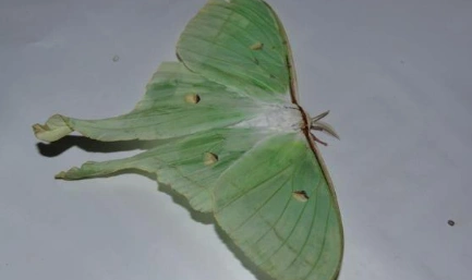 姬长尾水青蛾是长尾水清蛾的一种,它们都长有非常细长的尾突,并且全身