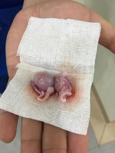 【讨论】那个……想看看大家崽崽绝育割下来的蛋蛋图片(有蛋蛋图慎入)