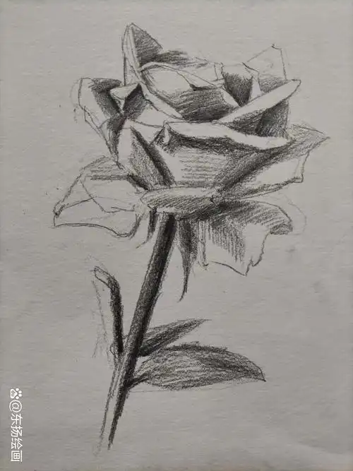 素描花朵绘画技巧:玫瑰的素描画法