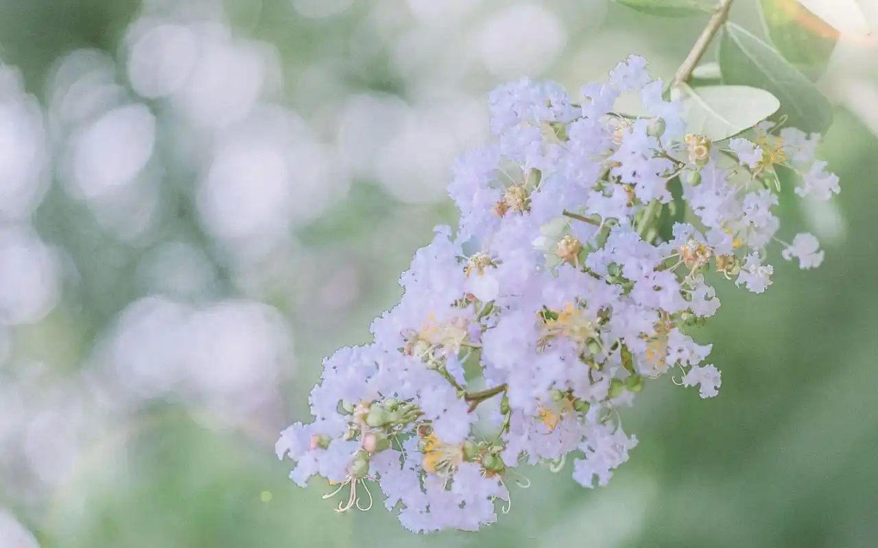 小清新简约风桌面壁纸图片