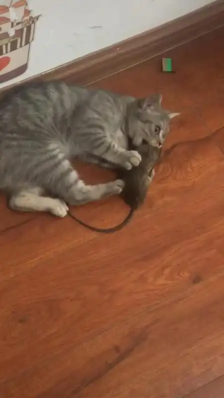 当时我正在房间里玩着手机,突然就听到客厅里面传来一阵猫叫声,而且还