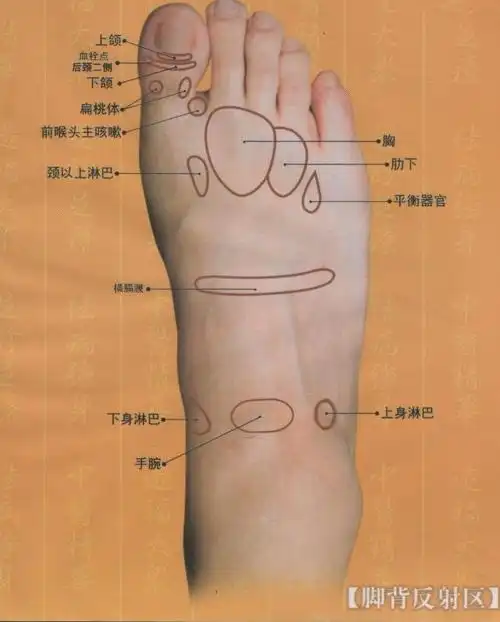 脚背反射区图