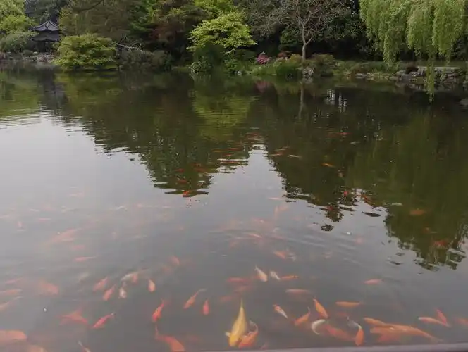 西湖十景之一——《花港观鱼》