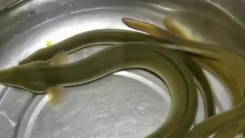 鳗鱼的价格 鳗鱼多少钱一斤(长得像蛇一样的鱼) - 价格百科