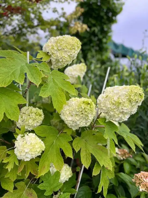 栎叶绣球夏日冰淇淋