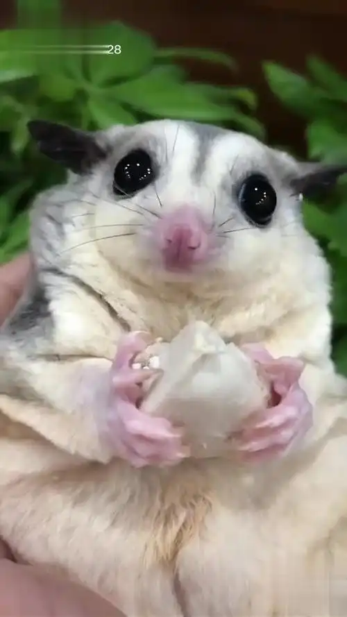 傲娇的小公主蜜袋鼯 忘了给它买玩具生气一整天 dou 小助手-萌宠视频