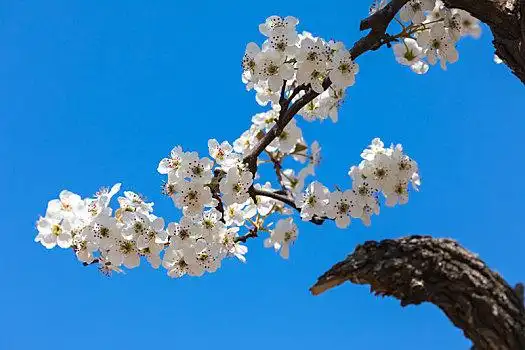 梨花,白色,鲜艳