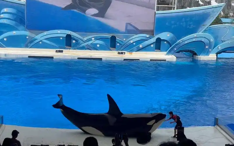 上海海昌海洋公园 虎鲸表演