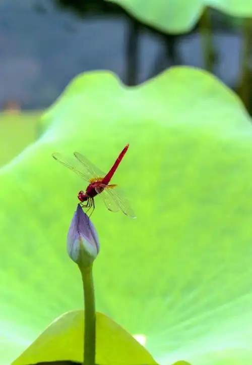 小荷才露尖尖角,早有蜻蜓立上头-------不断增片