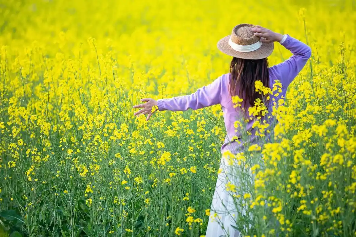南京青奥公园里的油菜花开了,赶快来这里拍背影吧,非常唯美,留住这
