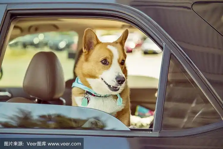 彭布罗克威尔士柯基在车上