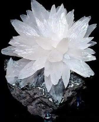 石头开花,千年一见,美呆了