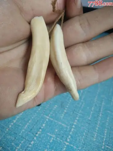 大尖牙包浆自然,辟邪保平安