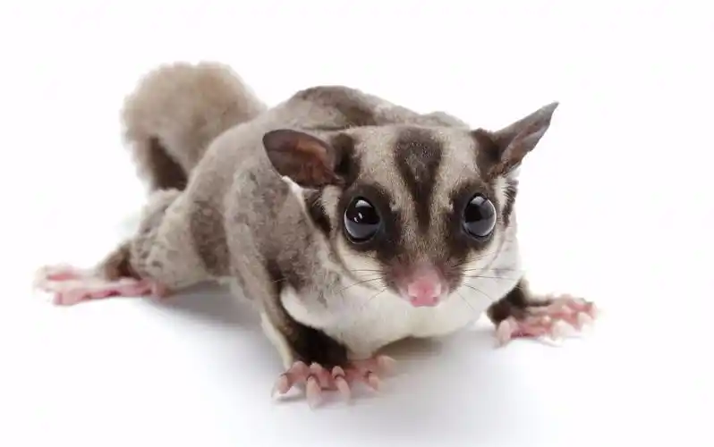 蜜袋鼯有细菌和寄生虫吗