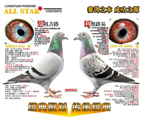 经典配对 传承经典